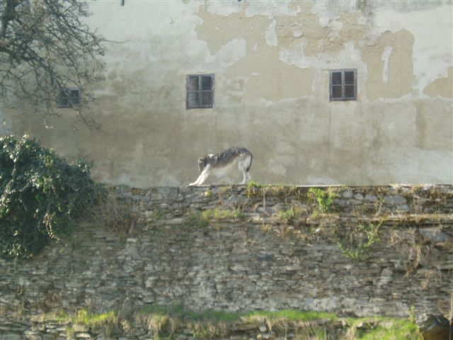 Hrad Sovinec - Chrt