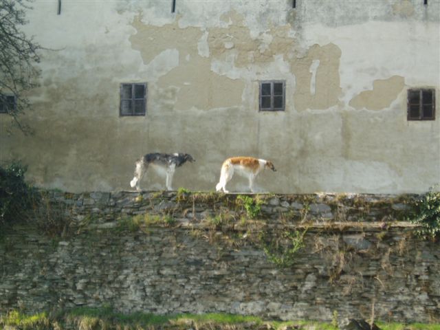 Hrad Sovinec - 2 chrti